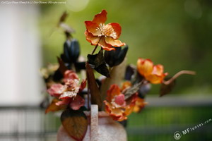 Carl Zeiss Planar 85mm f1.4