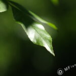 Vega-12B 90mm f/2.8-2109