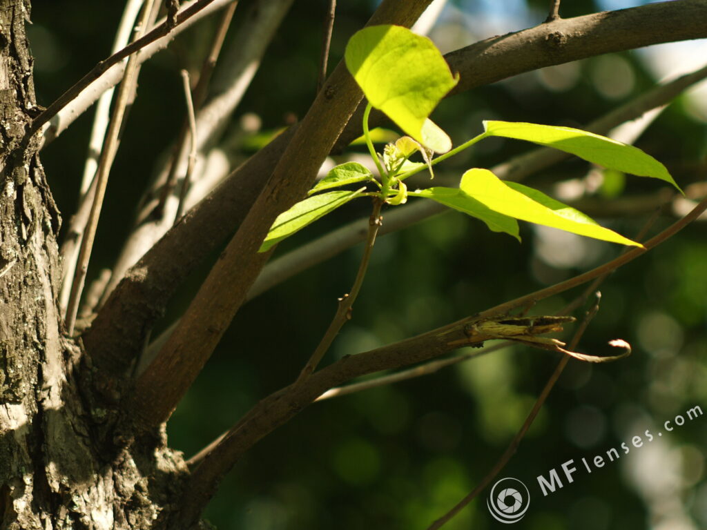 Vega-12B 90mm f/2.8-2110